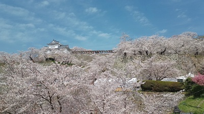 鶴山館から桜と備中櫓のコラボ