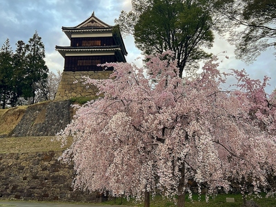 南櫓と桜