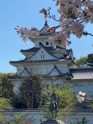 天守桜と