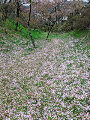 高遠城　桜の花びらが積もる空堀