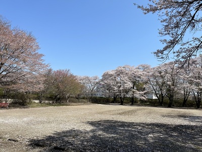 城内の桜