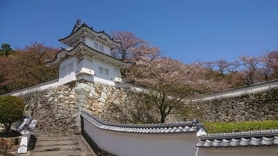 ギリギリ桜