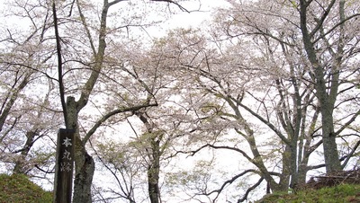 本丸の桜