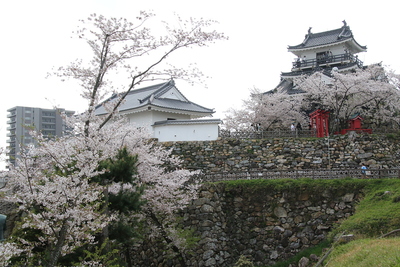 桜満開