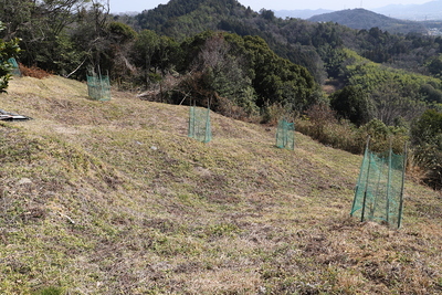 前城の南側畝状竪堀