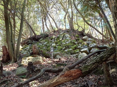 登山道から見上げる二の丸下の石垣