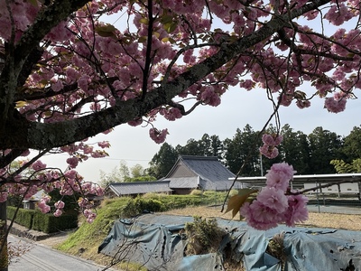 道路から見た小岐須城跡