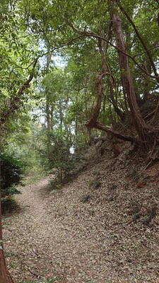 堀底からの高土塁