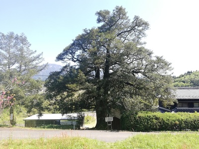 瀬戸のカヤ(岐阜県指定天然記念物)