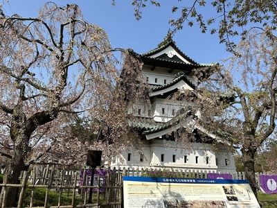 枝垂れ桜越しの天守