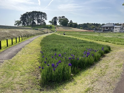 南築地跡とあやめ園