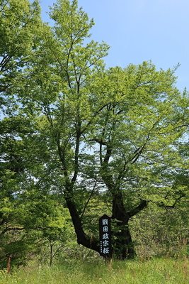 戦国正宗桜