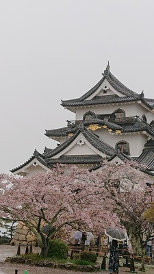 桜と天守