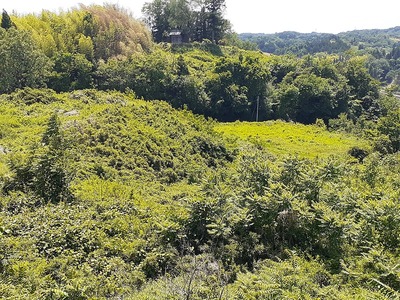 本丸側から南の尾根を望む