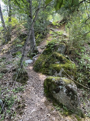 登山道(急坂)