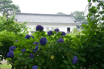 同門と紫陽花（青）