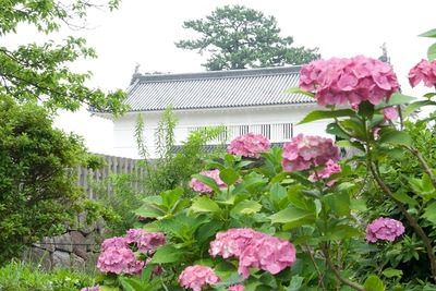 同門と紫陽花（赤）