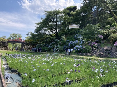 小田原城　満開の紫陽花と菖蒲