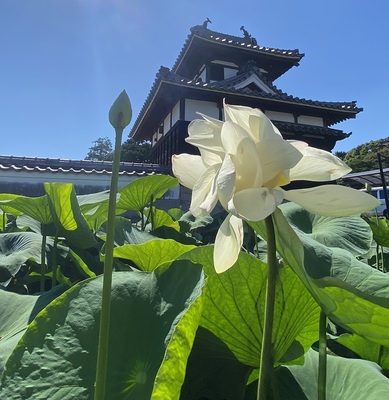 ハスの花と櫓