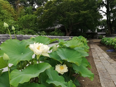 蓮参道の景観(随応院)