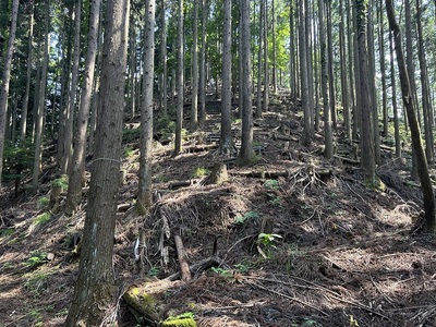 急登の尾根道