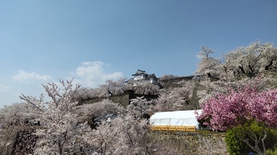 桜祭り入口付近から見た景色
