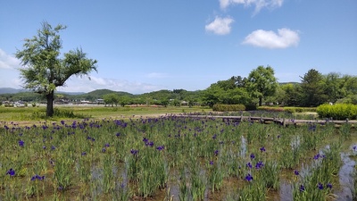 高松城跡に咲く水仙