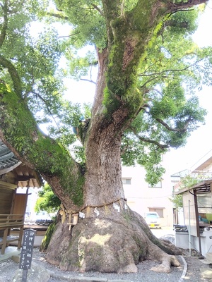 粉河寺前の神木