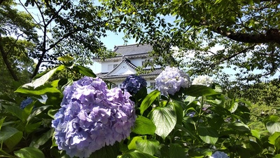 梅雨の水口城