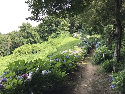 宅並山紫陽花ロード