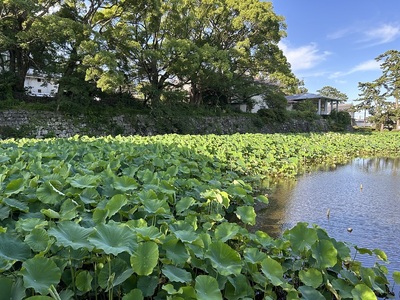 蓮池