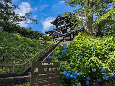 紫陽花と高田城三重櫓