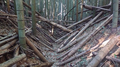 主郭北側の空堀