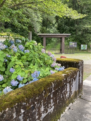 紫陽花と冠木門