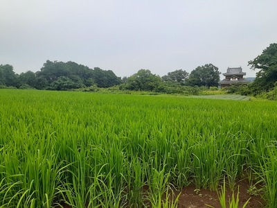 山の上の平坦な土地と模擬天守