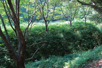 福地氏城 館跡東の土塁と空堀