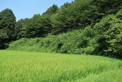 福地氏城 館跡東の土塁（館跡内より）