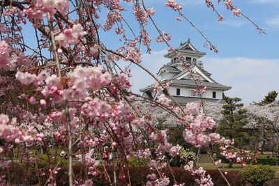 桜とともに