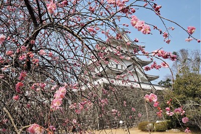 梅の花と天守閣