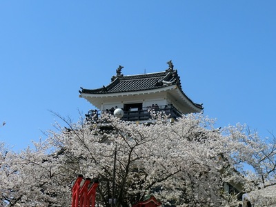 桜に囲まれた天守