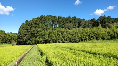 寺前城全景