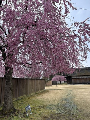 桜と主殿