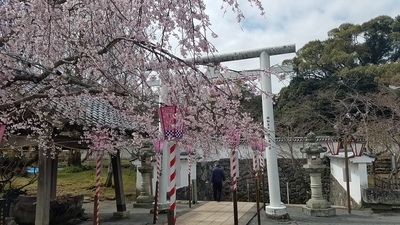 大村神社の桜
