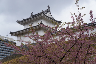 河津桜と富士見櫓