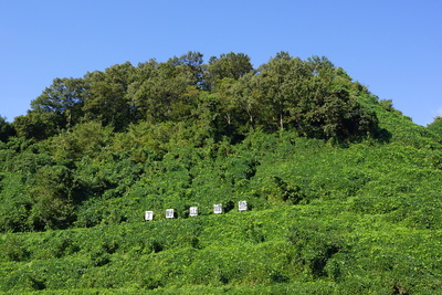 城山全景