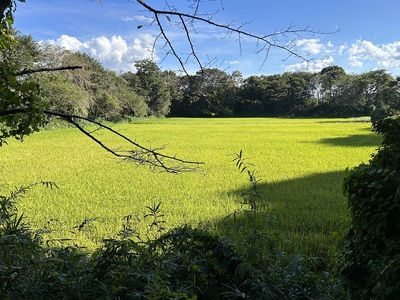 城域中心部