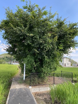 城内にある「ごうやぶ遺跡」