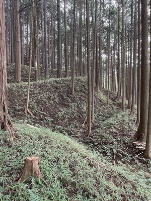 西曲輪地区の土塁群