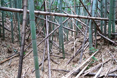 伊勢上野城 竹藪の中の曲輪群 空堀