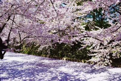 桜の外濠